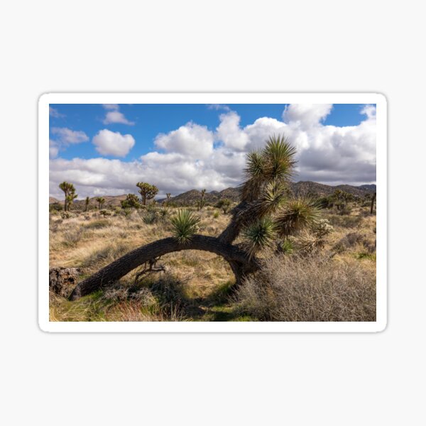 Item preview, Joshua Tree Series 7289 designed and sold by PicsULove.