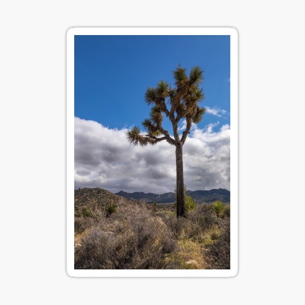 Item preview, Joshua Tree series 7358 designed and sold by PicsULove.