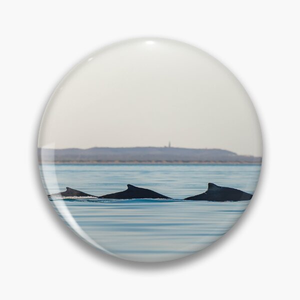 Item preview, Humpback Whales Exmouth Gulf  designed and sold by Jesshaddenphoto.