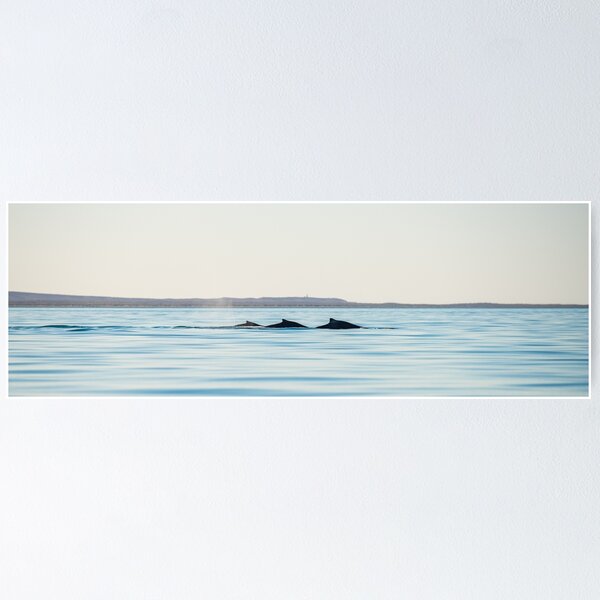 Item preview, Humpback Whales Exmouth Gulf  designed and sold by Jesshaddenphoto.