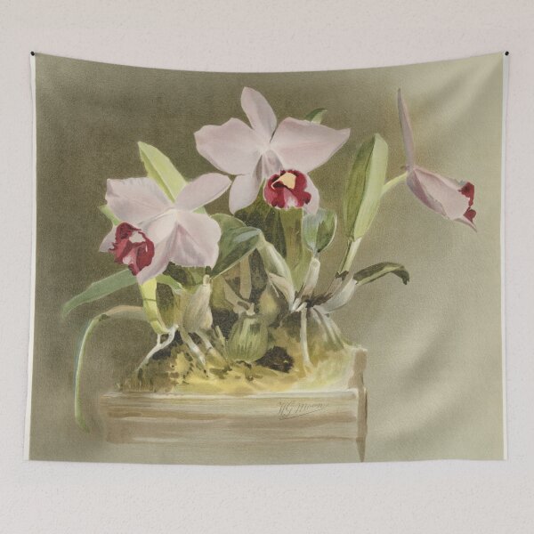 Item preview, Reichenbachia: Orchids Illustrated and Described designed and sold by EsotericBotanic.