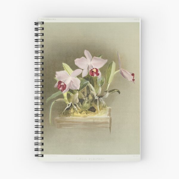 Item preview, Reichenbachia: Orchids Illustrated and Described designed and sold by EsotericBotanic.
