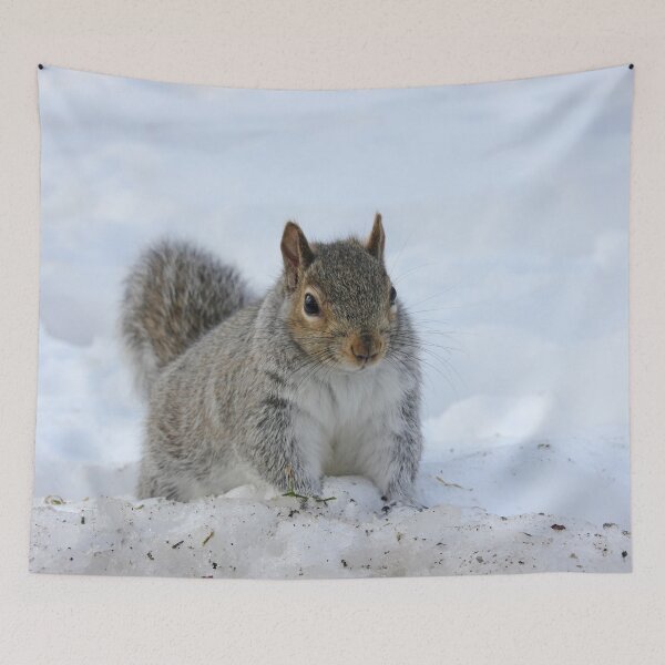 Item preview, Winter Squirrel designed and sold by Autumn Seas Photography.