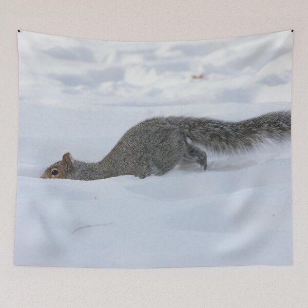 Item preview, Snow Squirrel designed and sold by Autumn Seas Photography.