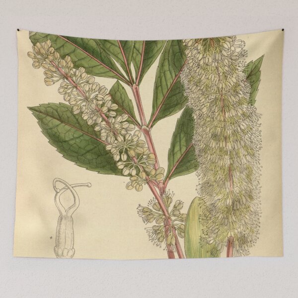 Item preview, Cunonia capensis 139 8504 designed and sold by EsotericBotanic.