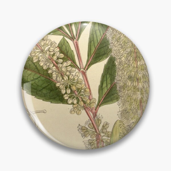 Item preview, Cunonia capensis 139 8504 designed and sold by EsotericBotanic.