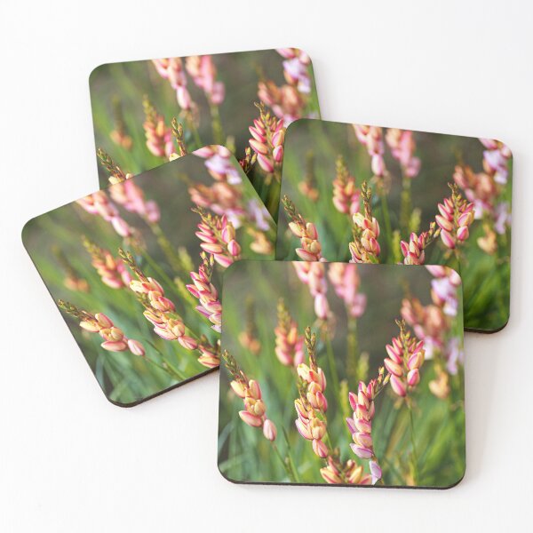 Item preview, African Corn Lilies Flowering designed and sold by Joy Watson - Natural Light Photography .
