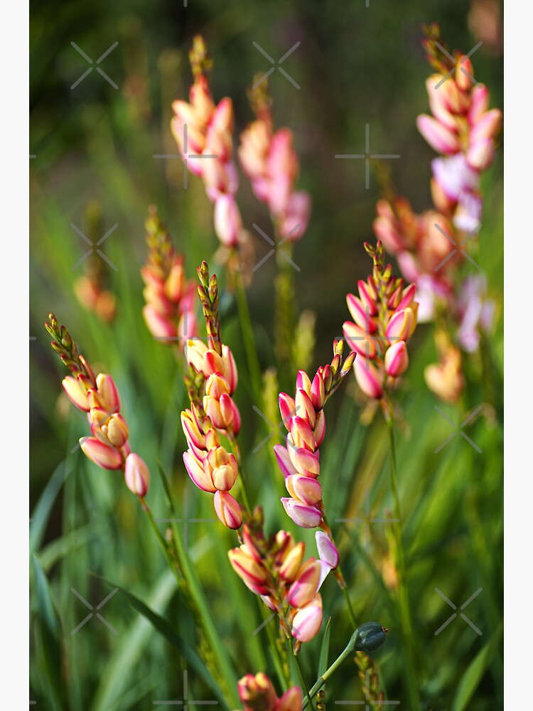 "African Corn Lilies Flowering" Sticker for Sale by bubbleblue Redbubble