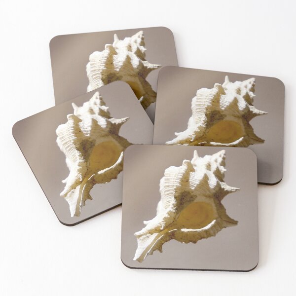 Item preview, Baby Conch shell in close-up detail designed and sold by NJH110.