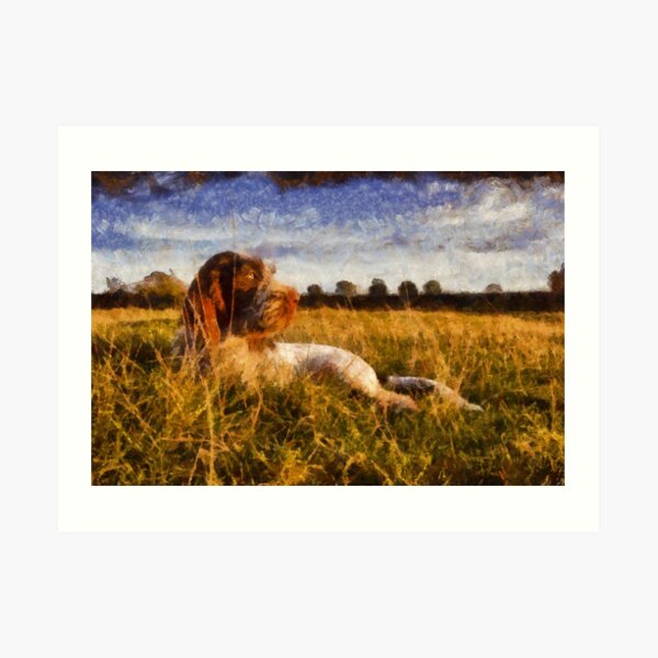 Spinone Puppy Sunset Art Print