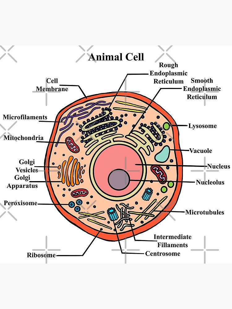 Labeled Animal Cell Diagram Poster For Sale By BundaBear Redbubble   Flat,750x,075,f Pad,750x1000,f8f8f8 