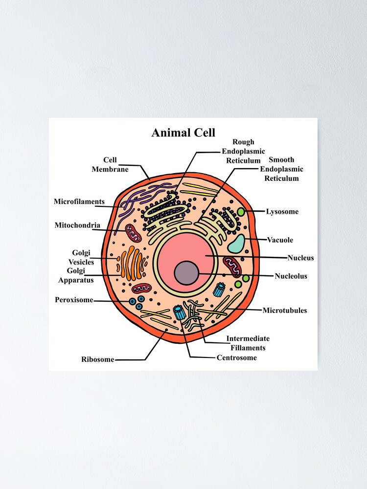 1,300+ Animal Cell Diagram Stock Photos, Pictures & Royalty-Free Images -  iStock | Plant cell organelle, Plant cell diagram, Cell membrane