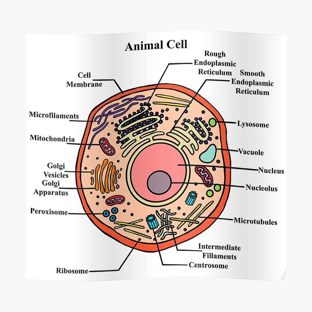 Labeled Animal Cell Diagram