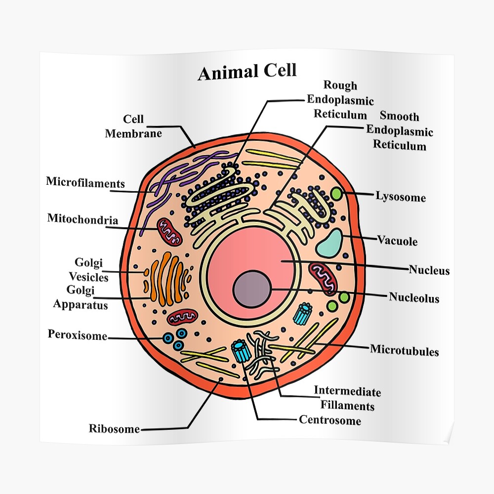 Labeled Animal Cell Diagram Sticker By Bundabear Redbubble