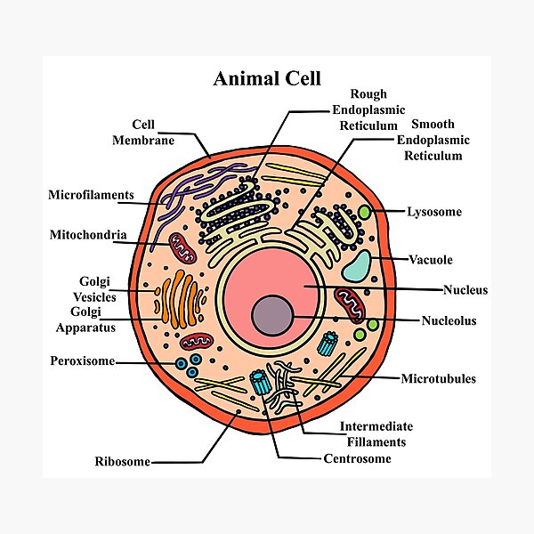 Labeled Animal Cell Diagram Labeled Animal Cell Diagram