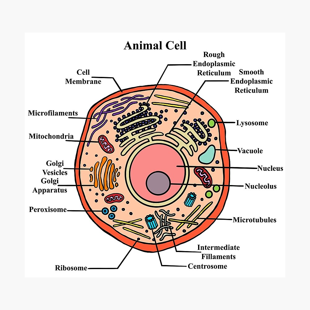 draw-a-neat-diagram-of-animal-cell-and-label-any-three-parts-which