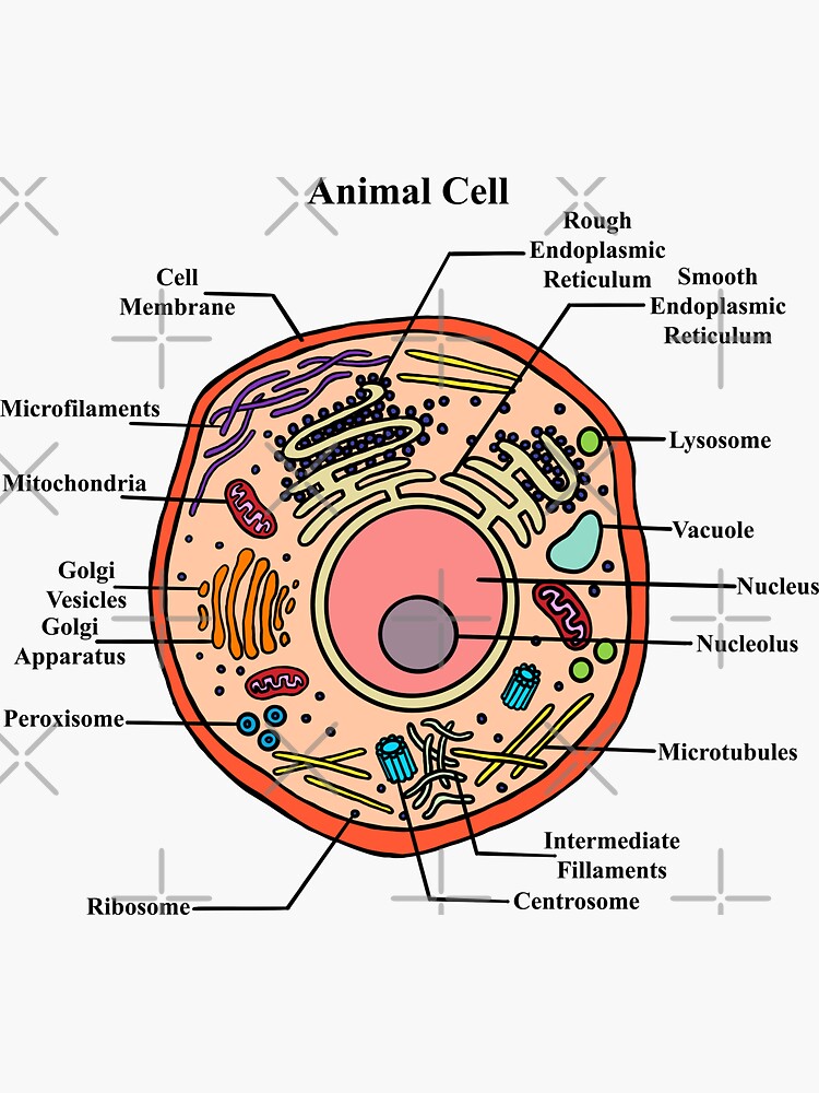 Animal cell diagram in colors 413641 Vector Art at Vecteezy-saigonsouth.com.vn