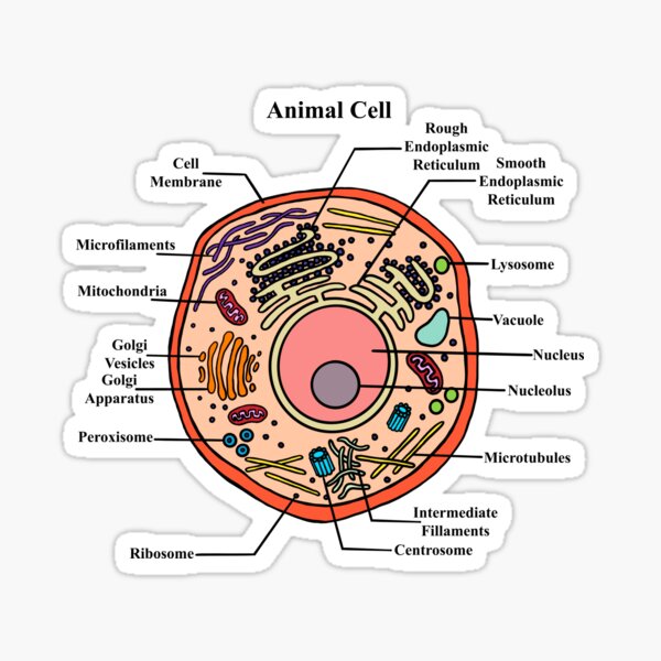 Labeled Animal Cell Diagram Sticker By Bundabear Redbubble