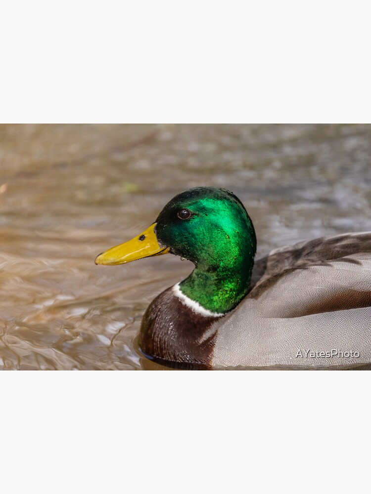 Thumbnail 3 of 3, Sticker, Mallard duck portrait designed and sold by AYatesPhoto.