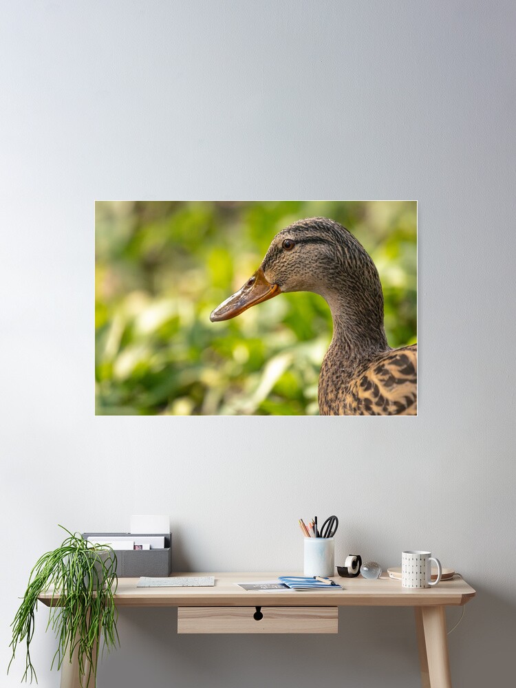 Thumbnail 1 of 3, Poster, Female mallard duck portrait designed and sold by AYatesPhoto.