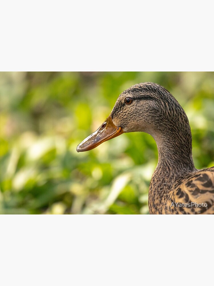Thumbnail 3 of 3, Poster, Female mallard duck portrait designed and sold by AYatesPhoto.