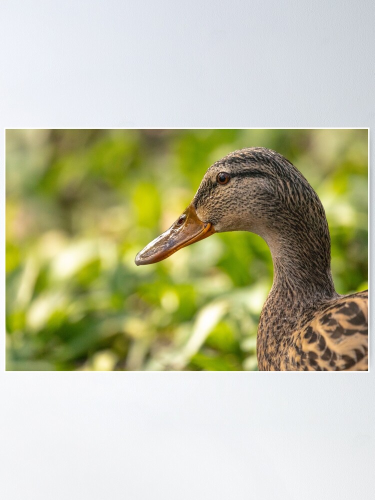 Thumbnail 2 of 3, Poster, Female mallard duck portrait designed and sold by AYatesPhoto.