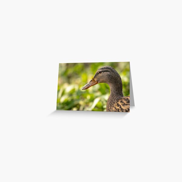 Female mallard duck portrait Greeting Card