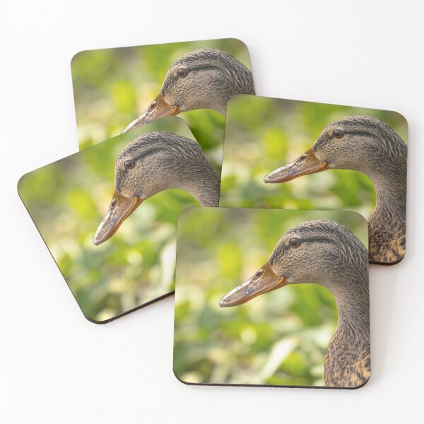 Item preview, Female mallard duck portrait designed and sold by AYatesPhoto.