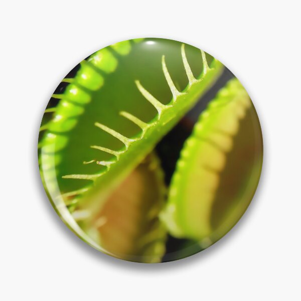 Item preview, Venus flytrap Dionaea muscipula Carnivorous plant Macro photography designed and sold by Tanja Dianova.
