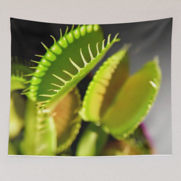 Item preview, Venus flytrap Dionaea muscipula Carnivorous plant Macro photography designed and sold by Tanja Dianova.
