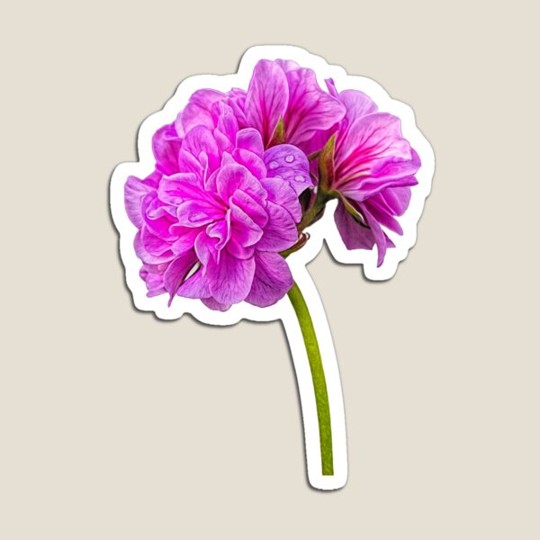 Geranium portrait Magnet