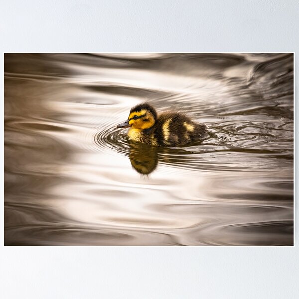 Item preview, Cute tiny duckling swimming  designed and sold by AYatesPhoto.