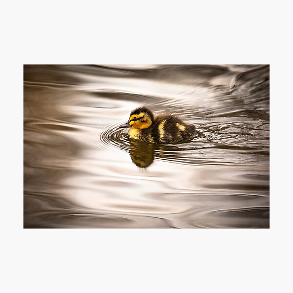 Artikelvorschau, Nettes kleines Entlein, das schwimmt entworfen und verkauft von AYatesPhoto.