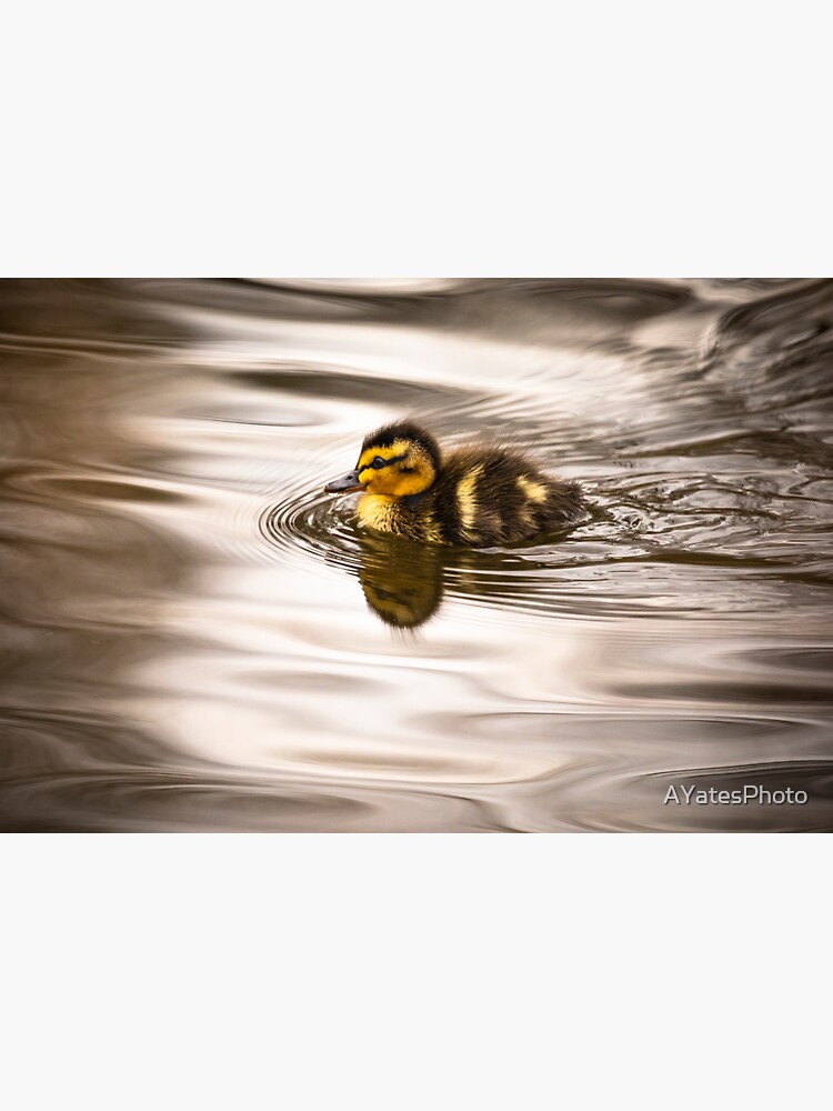 Thumbnail 3 of 3, Sticker, Cute tiny duckling swimming designed and sold by AYatesPhoto.