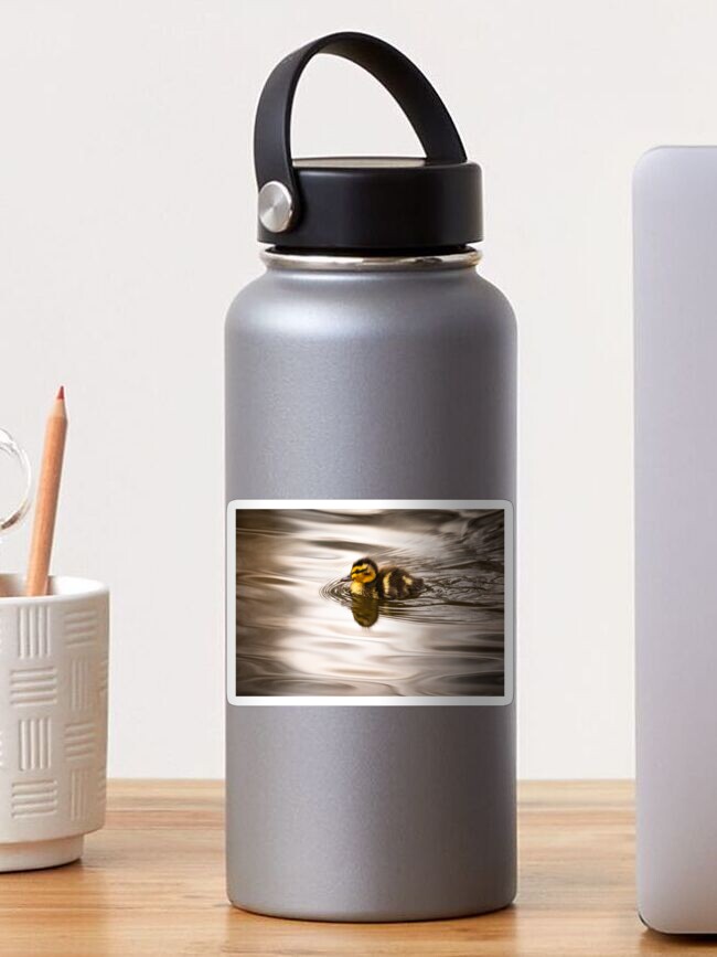 Thumbnail 1 of 3, Sticker, Cute tiny duckling swimming designed and sold by AYatesPhoto.