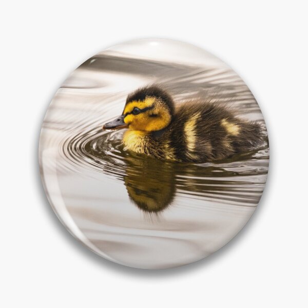 Aperçu de l'œuvre Mignon petit canard nageant créée et vendue par AYatesPhoto.