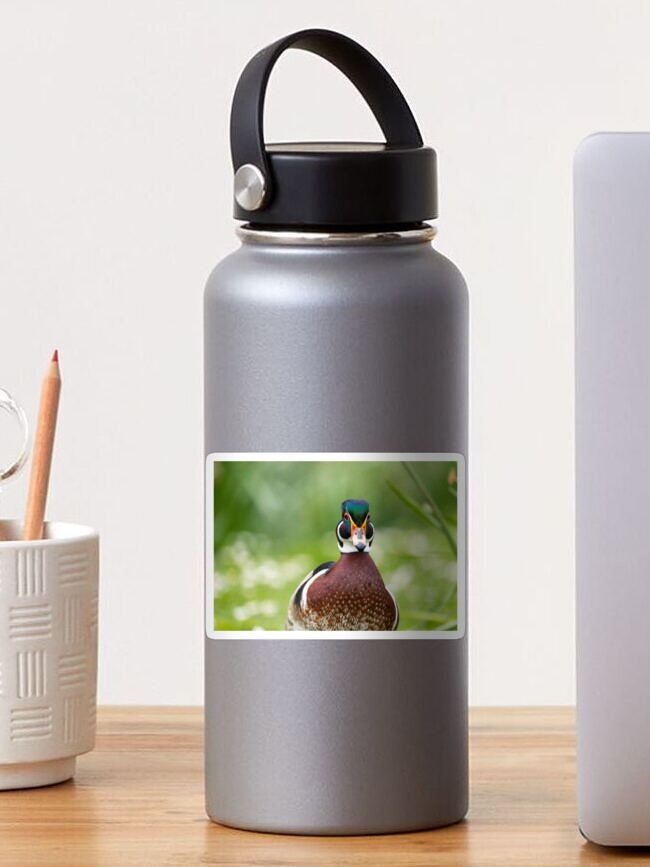 Thumbnail 1 of 3, Sticker, Wood duck funny portrait designed and sold by AYatesPhoto.