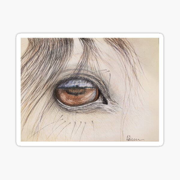 Arabian Stallion eye. Sticker