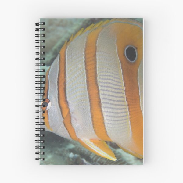 Item preview, Long-beaked Coralfish designed and sold by Mark Rosenstein.