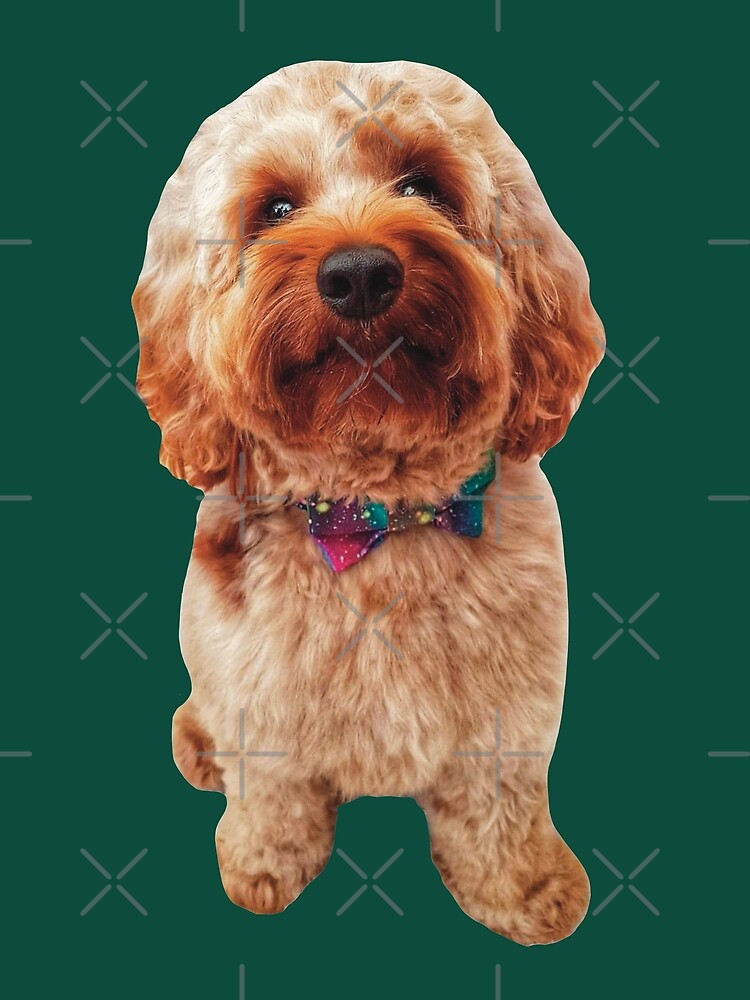 cockapoo bow tie
