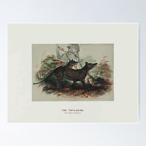 Item preview, Zoological sketches by Joseph Wolf 1861 to 1867 031 The Thylacine designed and sold by WetdryvacRB01.