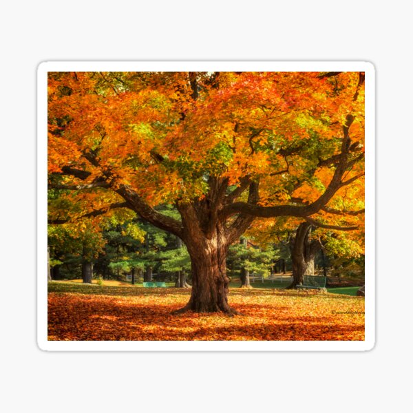 Item preview, Autumn Colours 6 - MacKenzie-King Estate 431-9683 designed and sold by Yannik Hay.
