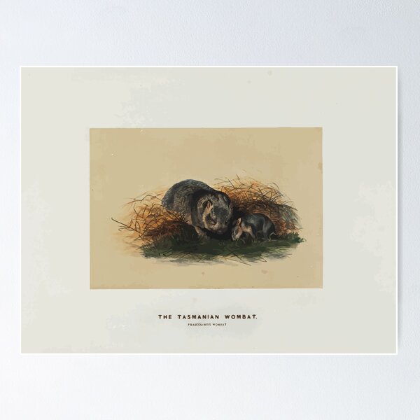 Item preview, Zoological sketches by Joseph Wolf 1861 to 1867 032 The Tasmanian Wombat designed and sold by WetdryvacRB01.