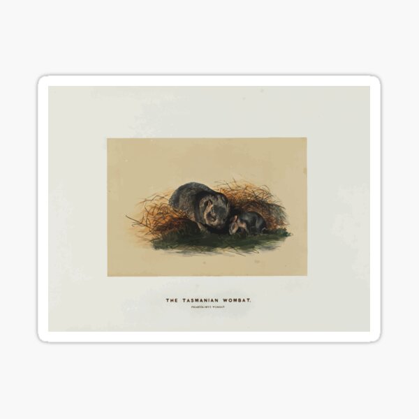 Item preview, Zoological sketches by Joseph Wolf 1861 to 1867 032 The Tasmanian Wombat designed and sold by WetdryvacRB01.