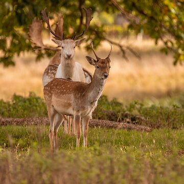 Artwork thumbnail, Fallow deer in autumn by AYatesPhoto