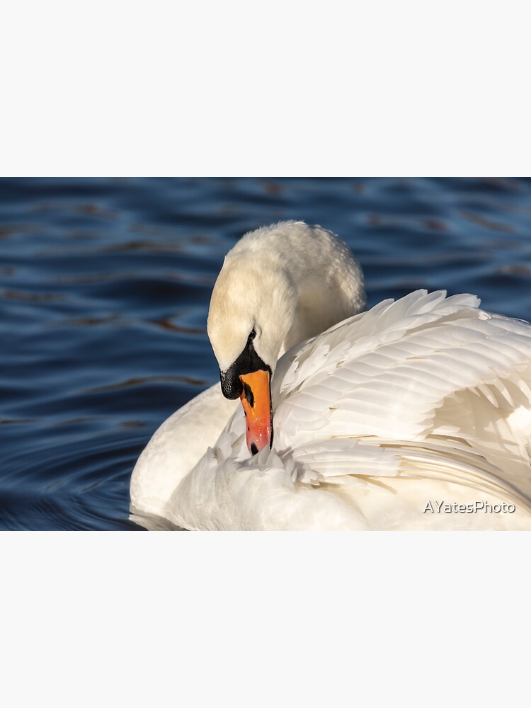 Thumbnail 3 of 3, Sticker, Graceful swan preening designed and sold by AYatesPhoto.