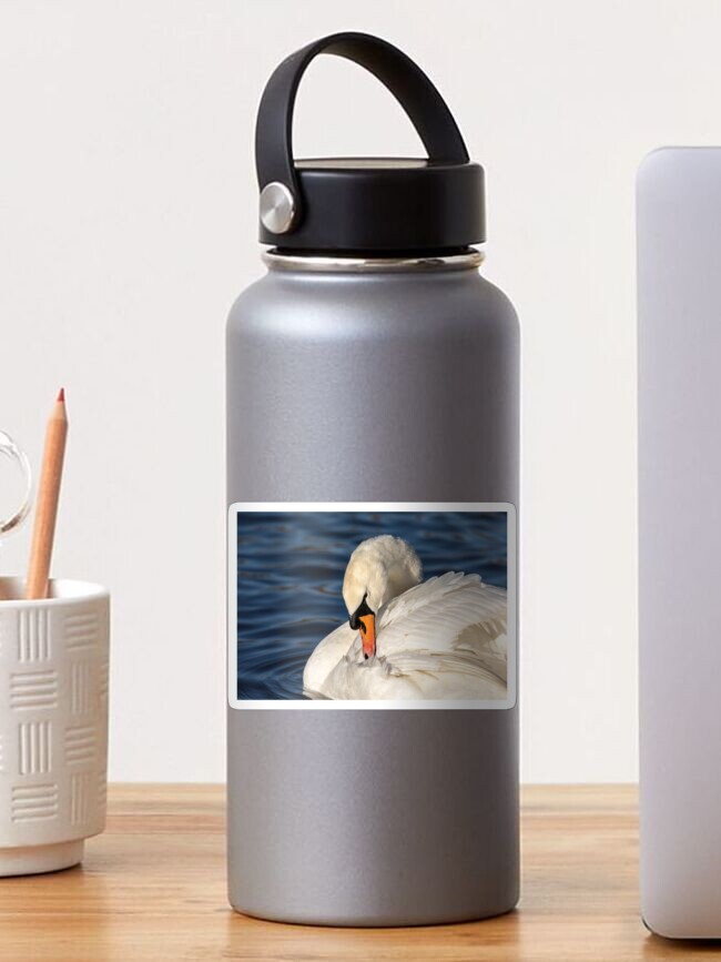 Thumbnail 1 of 3, Sticker, Graceful swan preening designed and sold by AYatesPhoto.