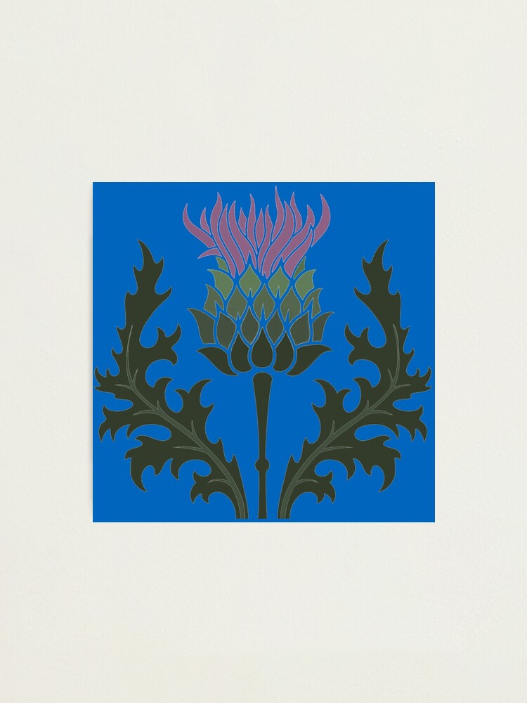 "Scottish Thistle Flower of Scotland on Blue Scottish Flag Color" Photographic Print for Sale by