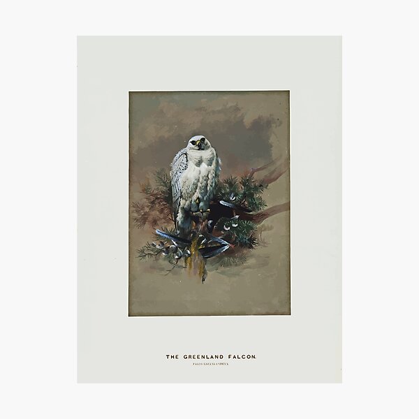 Item preview, Zoological sketches by Joseph Wolf 1861 to 1867 034 The Greenland Falcon designed and sold by WetdryvacRB01.