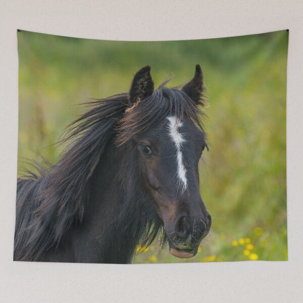 Item preview, Young colt with long mane in summer field designed and sold by iCimages.net.